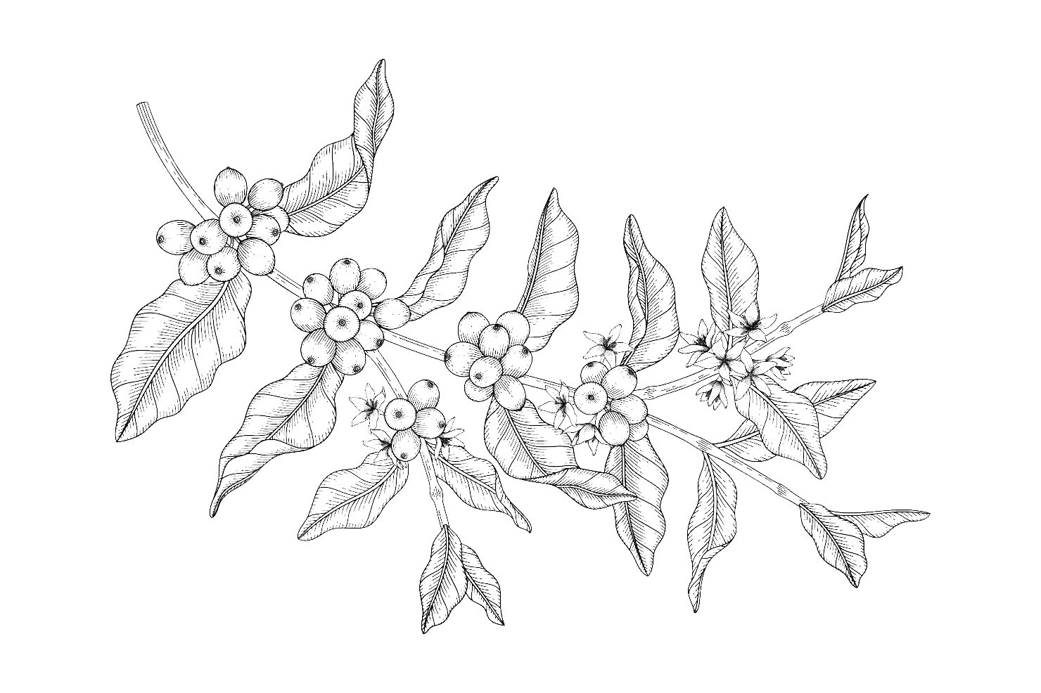 Coffee beans background behind contact form